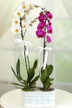 1 mor 1 dal beyaz orkide sepet ierisinde Ankara iek maazas , ieki adresleri
