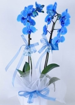 2 dall mavi orkide Ankara internetten iek sat