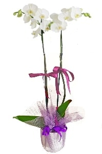 ift dall beyaz orkide Ankara iek gnderme sitemiz gvenlidir