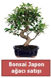 Japon aac bonsai sat Ankara Kzlay iek siparii sitesi