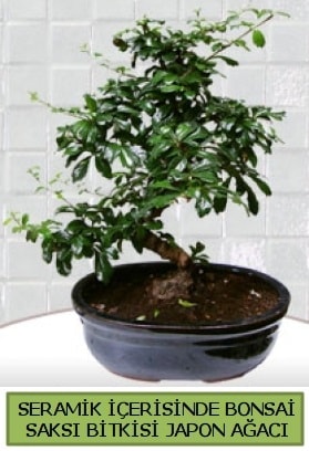 Seramik vazoda bonsai japon aac bitkisi Ankara Kzlay iek siparii sitesi 