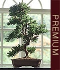 Ankara Kzlay ieki dkan en ok satlan rnmz Bonsai kk japon aac i mekan ss bitkisi