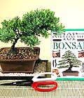 Ankara Etimesgut ieki firma rnmz Bonsai kk japon aac i mekan ss bitkisi