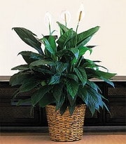 Ankara iek siparii gnderme firmamzdan size zel Spathiphyllum saks iei i mekan bitkileri ss bitkisi