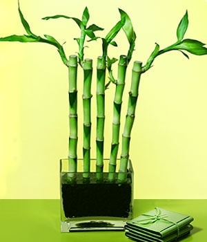 Ankara Kzlay iekilik grsel iek modeli firmamzdan Lucky Bamboo ans melei iei bambu iei