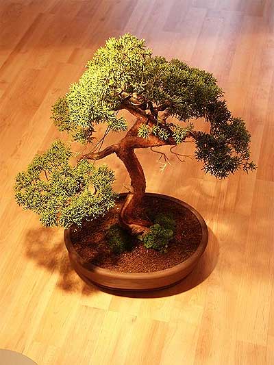 Ankara Balum ieki firma rnmz Bonsai kk japon aac i mekan ss bitkisi