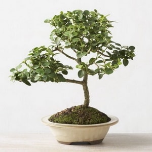 Ankara entepe ieki firma rnmz Bonsai kk japon aac i mekan ss bitkisi