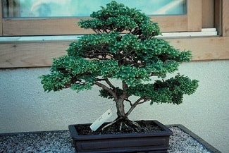 Ankara Demetevler ieki firma rnmz Bonsai kk japon aac i mekan ss bitkisi