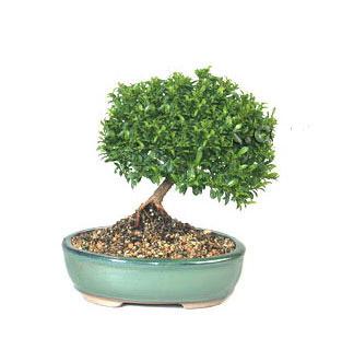 Ankara ankaya ieki firma rnmz Bonsai kk japon aac i mekan ss bitkisi