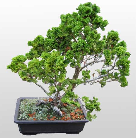 Ankara Batkent ieki firmas rnmz Bonsai kk japon aac i mekan ss bitkisi