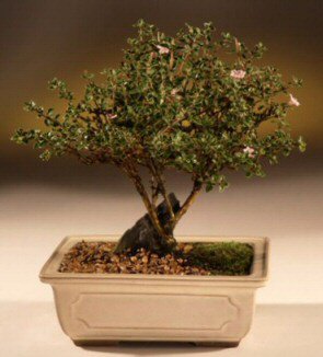 Bonsai kk japon aac i mekan ss bitkisi Ankara Ostim iek gnder en ok satlan rnmz