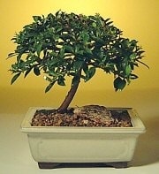 Bonsai kk japon aac i mekan ss bitkisi Ben farkl bir rn gndermek istiyorum diyor iseniz