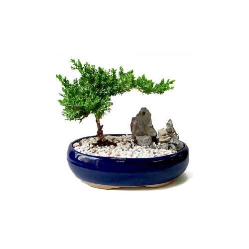 Bonsai kk japon aac i mekan ss bitkisi zel bir tanzim isteyenler iin 