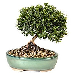 Bonsai kk japon aac i mekan ss bitkisi Ankara Sincan ieki firma rnmz