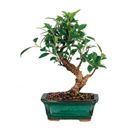 Bonsai kk japon aac i mekan ss bitkisi Ankara Keiren ieki firma rnmz