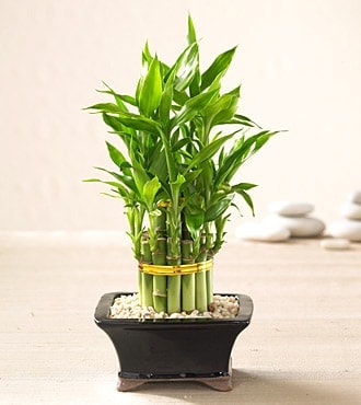 Ankara de farkl bir iek firmas rn  Lucky Bamboo ans melei iei bambu iei