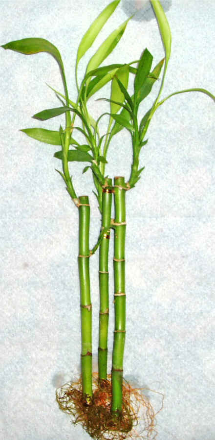 Kaliteli ve fiyat ucuz bir rn Lucky Bamboo ans melei iei bambu iei
