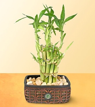 Ankara iek siparii sitemizin grsel rn Lucky Bamboo ans melei iei bambu iei