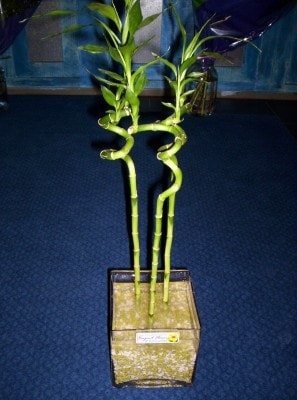 Ankara iek gnder firmamzdan grsel rn Lucky Bamboo ans melei iei bambu iei