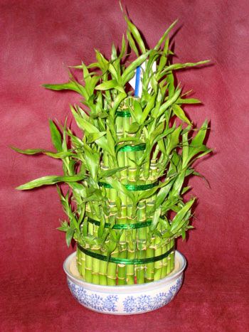 Ankara iek siparii gnderme firmamzdan size zel Lucky Bamboo ans melei iei bambu iei