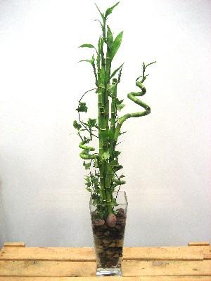 Ankara iek yolla dkkanmzdan Lucky Bamboo ans melei iei bambu iei