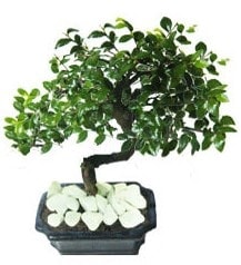 GEREK ZELLKL Japon aac Bonsai gerek Aa dklen trden Ankara iekileri