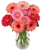 vazo i�erisinde 15 adet gerbera �i�e�i Ankara K�z�lay �i�ek sipari�i sitesi