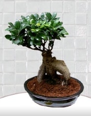 saks iei japon aac bonsai Ankara kaliteli taze ve ucuz iekler