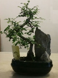 GEREK ZELLKL Bonsai Bitkisi thal stoklar ile snrl son rnler