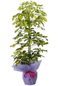 Schefflera Tekli  mnekan saks iei Ankara ieki maazas