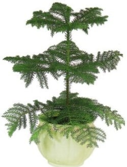 Araucaria Heterophylla i mekan saks Ankara iek maazas , ieki adresleri