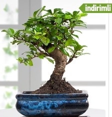 GEREK ZELLKL Japon aac Bonsai gerek Aa dklen trden Ankara iekileri