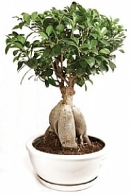 Japon aac Bonsai gerek Aa Dklmeyen tr Ankara iekileri