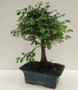 Bonsai japon aac sat Minyatr thal Ankara kzlay internetten iek siparii