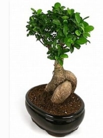 Bonsai saks bitkisi japon aac Ankara Kzlay iek siparii sitesi