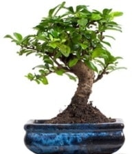 5 yanda japon aac bonsai bitkisi Ankara iek sat