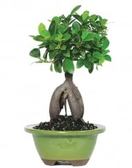 Bonsai japon aac sat Minyatr thal Ankara ukurambar internetten iek siparii
