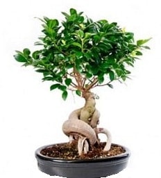 Bonsai Japon aac saks bitkisi Ankara 14 ubat sevgililer gn iek
