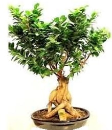 Bonsai Japon aac saks bitkisi Ankara Kzlay iek siparii sitesi