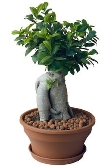 Japon aac bonsai saks bitkisi Ankara iek gnderme
