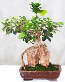 Japon aac bonsai saks bitkisi Ankara ucuz iek gnder