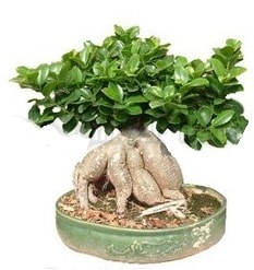 Japon aac bonsai saks bitkisi Ankara iek gnderme