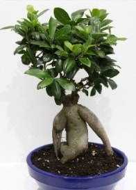 bonsai japon aac saks iei Ankara iek servisi , ieki adresleri