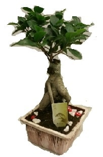 Japon aac bonsai seramik saks Ankara iek maazas , ieki adresleri