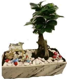 Japon aac bonsai sat Ankara anneler gn iek yolla