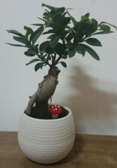 Bonsai japon aac saks iei Ankara iek gnderme sitemiz gvenlidir