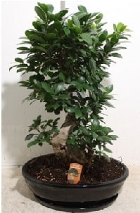 75 CM Ginseng bonsai Japon aac Ankara nternetten iek siparii