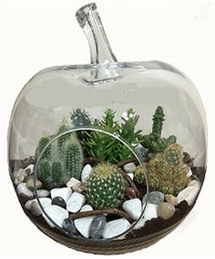 Terrarium tanzim elma camda 5 kakts Ankara Kzlay iek siparii sitesi