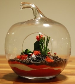 Elma Terrarium 3 kakts orta boy Ankara 14 ubat sevgililer gn iek