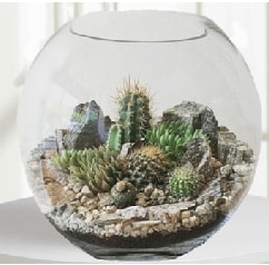 Cam fanus Terrarium 5 kakts Ankara iek maazas , ieki adresleri